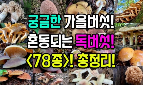 止渴降糖胶囊怎么吃效果好-止渴降糖胶囊6瓶、止渴降糖胶囊同仁堂 -止渴降糖胶囊网